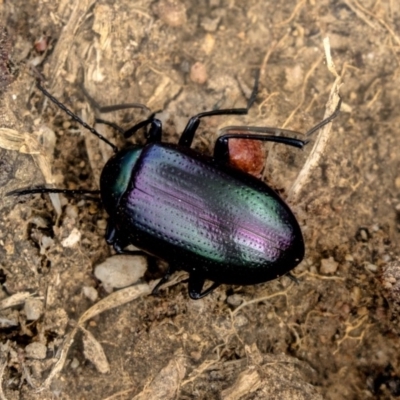 Chalcopteroides columbinus (Rainbow darkling beetle) at Higgins, ACT - 31 Mar 2019 by AlisonMilton