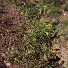 Dittrichia graveolens (Stinkwort) at MTR591 at Gundaroo - 10 Apr 2019 by MaartjeSevenster