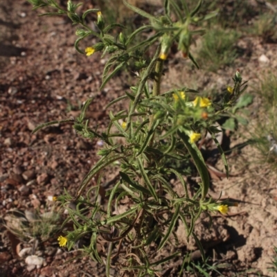 Dittrichia graveolens (Stinkwort) at MTR591 at Gundaroo - 10 Apr 2019 by MaartjeSevenster