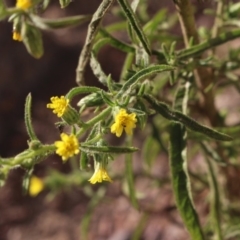 Dittrichia graveolens at Gundaroo, NSW - 10 Apr 2019