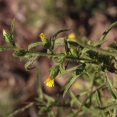 Dittrichia graveolens at Gundaroo, NSW - 10 Apr 2019