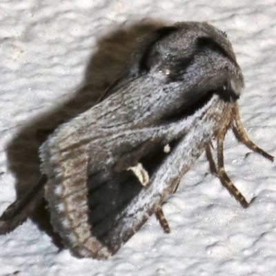 Proteuxoa undescribed species near paragypsa (A Noctuid moth) at Ainslie, ACT - 9 Apr 2019 by jb2602