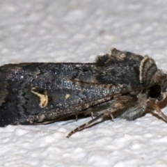 Proteuxoa bistrigula (An Owlet Moth) at Ainslie, ACT - 9 Apr 2019 by jbromilow50