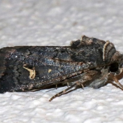 Proteuxoa bistrigula (An Owlet Moth) at Ainslie, ACT - 9 Apr 2019 by jb2602