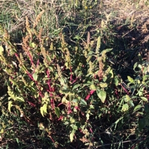 Amaranthus retroflexus at Dunlop, ACT - 10 Apr 2019