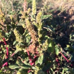 Amaranthus retroflexus at Dunlop, ACT - 10 Apr 2019