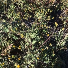 Bidens pilosa (Cobbler's Pegs, Farmer's Friend) at Dunlop, ACT - 10 Apr 2019 by mcosgrove