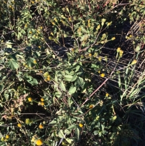 Bidens pilosa at Dunlop, ACT - 10 Apr 2019 04:06 PM