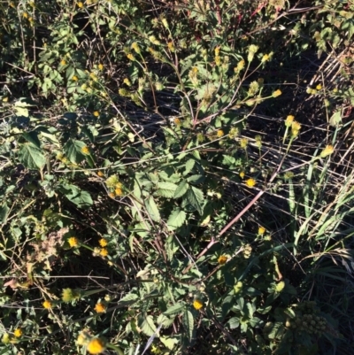 Bidens pilosa (Cobbler's Pegs, Farmer's Friend) at Mount Painter - 10 Apr 2019 by mcosgrove