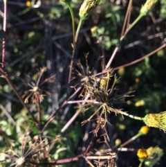 Bidens pilosa at Dunlop, ACT - 10 Apr 2019 04:06 PM