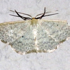 Scopula optivata (Varied Wave) at Ainslie, ACT - 9 Apr 2019 by jb2602