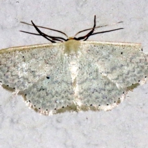 Scopula optivata at Ainslie, ACT - 9 Apr 2019 09:29 PM