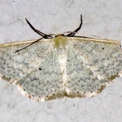 Scopula optivata at Ainslie, ACT - 9 Apr 2019