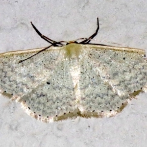 Scopula optivata at Ainslie, ACT - 9 Apr 2019