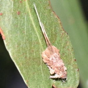 Platybrachys sp. (genus) at Ainslie, ACT - 9 Apr 2019