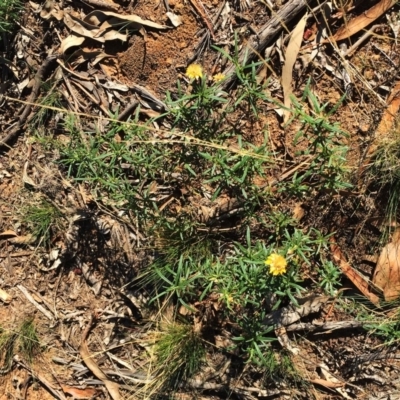 Xerochrysum viscosum (Sticky Everlasting) at Hughes Grassy Woodland - 10 Apr 2019 by ruthkerruish