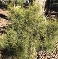 Omphacomeria acerba (Leafless Sour-bush) at Hughes, ACT - 22 Sep 2019 by ruthkerruish