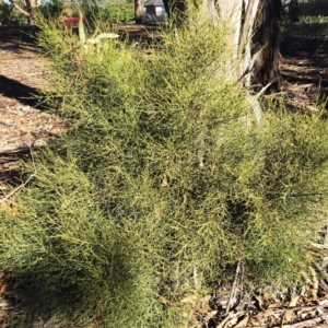 Omphacomeria acerba at Hughes, ACT - 22 Sep 2019