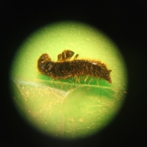 Ecnolagria sp. (genus) at Mogendoura, NSW - 4 Apr 2019 12:48 PM