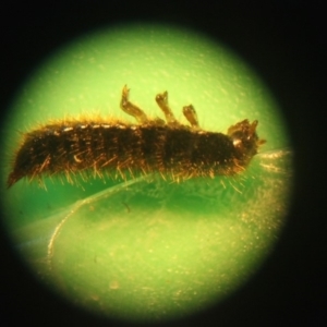 Ecnolagria sp. (genus) at Mogendoura, NSW - 4 Apr 2019 12:48 PM
