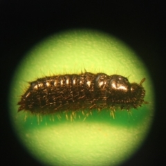Ecnolagria sp. (genus) at Mogendoura, NSW - 4 Apr 2019 12:48 PM