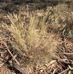 Rytidosperma sp. (Wallaby Grass) at Hughes Grassy Woodland - 10 Apr 2019 by ruthkerruish