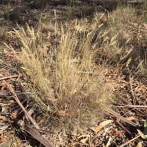 Rytidosperma sp. at Hughes, ACT - 10 Apr 2019 02:45 PM