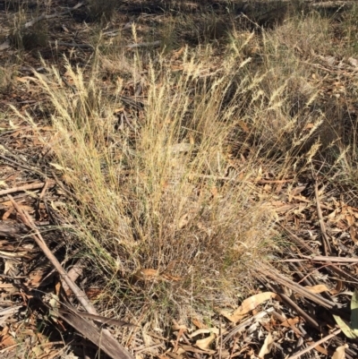 Rytidosperma (genus) (Wallaby Grass) at Hughes, ACT - 10 Apr 2019 by ruthkerruish