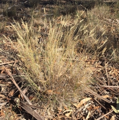 Rytidosperma sp. (Wallaby Grass) at Hughes, ACT - 10 Apr 2019 by ruthkerruish
