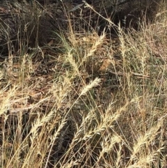 Rytidosperma sp. at Hughes, ACT - 10 Apr 2019 02:45 PM