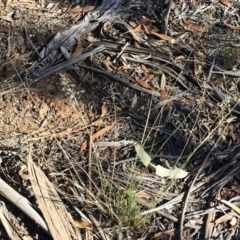 Eragrostis curvula (African Lovegrass) at Hughes, ACT - 10 Apr 2019 by ruthkerruish