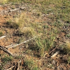 Eragrostis curvula at Hughes, ACT - 10 Apr 2019