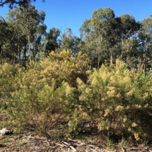 Cassinia quinquefaria at Hughes, ACT - 10 Apr 2019 03:00 PM