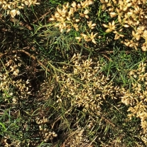 Cassinia quinquefaria at Hughes, ACT - 10 Apr 2019 03:00 PM