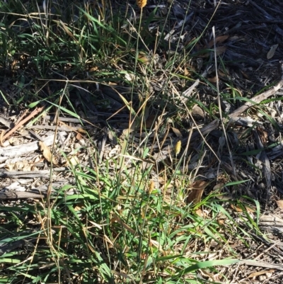 Phalaris aquatica (Phalaris, Australian Canary Grass) at Hughes, ACT - 10 Apr 2019 by ruthkerruish