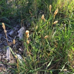 Phalaris aquatica at Hughes, ACT - 10 Apr 2019 03:00 PM