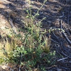 Chenopodium album (Fat Hen) at Hughes, ACT - 10 Apr 2019 by ruthkerruish