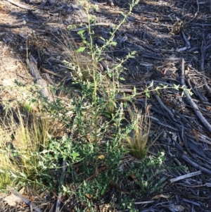 Chenopodium album at Hughes, ACT - 10 Apr 2019