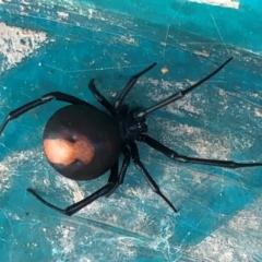 Latrodectus hasselti (Redback Spider) at QPRC LGA - 10 Apr 2019 by Whirlwind