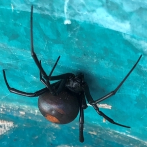 Latrodectus hasselti at Sutton, NSW - 10 Apr 2019