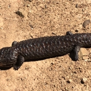 Tiliqua rugosa at Sutton, NSW - 3 Nov 2018