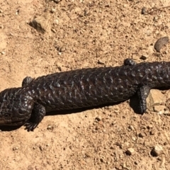 Tiliqua rugosa (Shingleback Lizard) at Sutton, NSW - 3 Nov 2018 by Whirlwind