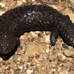 Tiliqua rugosa at Sutton, NSW - 3 Nov 2018