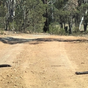 Tiliqua rugosa at Sutton, NSW - 3 Nov 2018