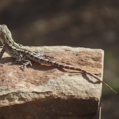 Amphibolurus muricatus (Jacky Lizard) at QPRC LGA - 29 Jan 2019 by Whirlwind