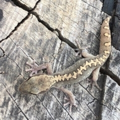 Diplodactylus vittatus (Eastern Stone Gecko) at QPRC LGA - 5 Mar 2019 by Whirlwind