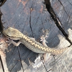 Diplodactylus vittatus at Sutton, NSW - suppressed