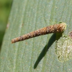 Psychidae (family) MATURE (Case Moth) at Undefined, NSW - 26 Mar 2019 by HarveyPerkins