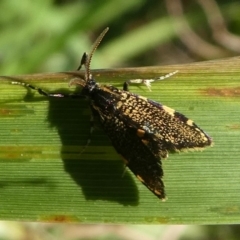 Cebysa leucotelus (Australian Bagmoth) at Barunguba (Montague) Island - 25 Mar 2019 by HarveyPerkins