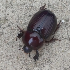 Dynastinae (subfamily) (Unidentified rhinoceros or elephant beetle) at Undefined, NSW - 25 Mar 2019 by HarveyPerkins